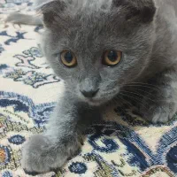 گربه اسکاتیش