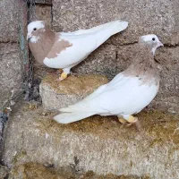 پرنده|پرنده|شیراز, داریون|دیوار