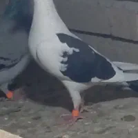 ادرس گدم اباد محمد الق