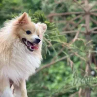 سگ پامرانین گمشده