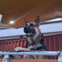 سگ ژرمن نر