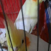 طوطی عروس تاج بلند ودرشت با پنج جوجه