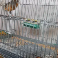 قناری نر مست