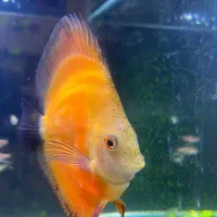 ماهی دیسکس|ماهی|تهران, جنت‌آباد جنوبی|دیوار