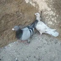 کبوتر نر