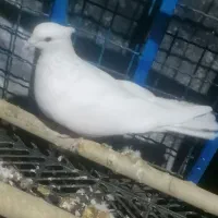 فروش کفتر کبوتر|پرنده|دورود, |دیوار