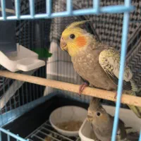 فروش عروس هلندی|پرنده|کاشان, شهرک صنعتی کویر|دیوار