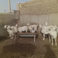 بز سانن آبستن|حیوانات مزرعه|بردسکن, |دیوار