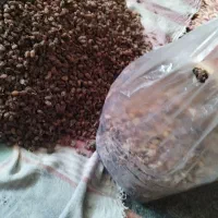 کشمش اعلاو شفتالوی خشک شده|خوردنی و آشامیدنی|بناب, |دیوار