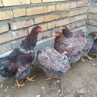 فروش تخم مرغ ویاندوت