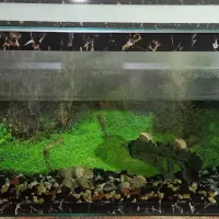 آکواریوم|ماهی|زابل, |دیوار