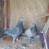 کبوتر پرشی|حیوانات|اصفهان, پوریای ولی|دیوار