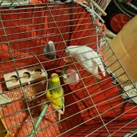 طوطی|پرنده|بدره, |دیوار