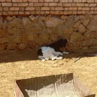 بره نر|حیوانات مزرعه|مرودشت, ده بید|دیوار