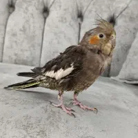 فروش عروس هلندی