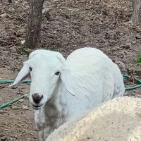 شیشک نژاد تربتی