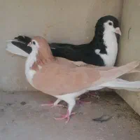 کفتر کبوتر ساده