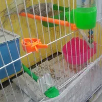 مرغ عشق خوش آواز|پرنده|مشهد, نکاح|دیوار