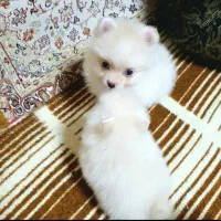 سگ پامرانین|سگ|سنندج, |دیوار