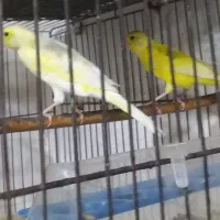 قناری.طوطی عروس.وبریزیلی.|پرنده|آستانه اشرفیه, |دیوار