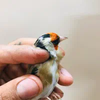 سهره نر سمیرمی داغسر کشیده و قلمی|پرنده|اصفهان, برازنده|دیوار