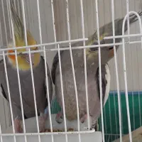 عروسی هلندی