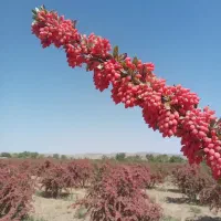 زرشک امسالی (پخش عمده)|خوردنی و آشامیدنی|قائن, |دیوار