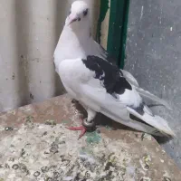کبوتر غریب گیری کوچه