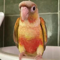 گمشده