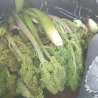 ریواس کیلو 300