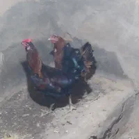 مرغ و خروس