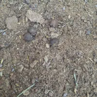 کود گوسفندی حیوانی|خدمات باغبانی و درختکاری|زنجانرود, |دیوار