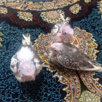 جوجه عروس هلندی