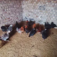 مرغ تخچه|حیوانات مزرعه|طاغنکوه, |دیوار