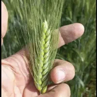 کود هیومیک اسید/محرک رشد|گل و گیاه طبیعی|اهواز, امانیه|دیوار