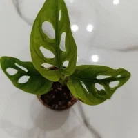 مانسترا حصیری ابلق