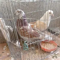 جف.ت دوکت پلاکی وگرگی