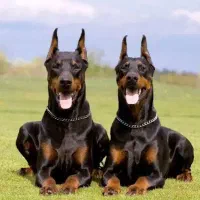 پیدا شده
