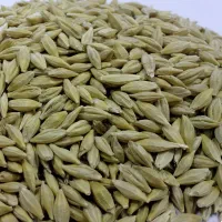 فروش جو
