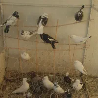 ۲۱کبوتر اکثراً پرشی همه گرفتنی هستن|پرنده|قم, صدوق|دیوار