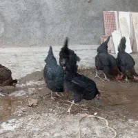 مرغ خانگی تخم گذار
