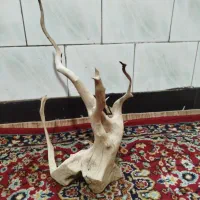 چوب آبنوس اکواریوم