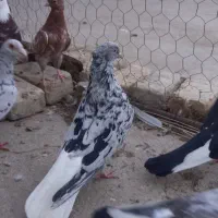 ساردمسفید ماده