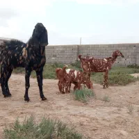 بز (تکه) با بز شیری|حیوانات مزرعه|گمیشان, |دیوار