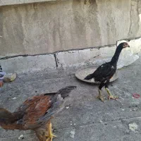 مرغ و خروس لاری
