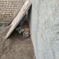 واگذاری پاپی