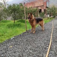 واگذاری ژرمن کینگ نر شیب خط خونی حرفه ای|سگ|محمدشهر, محمدشهر|دیوار