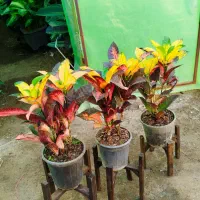 گلخانه گل ها