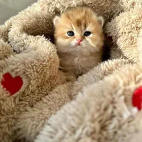 شهر گربه های کوچولو ناز (پرشین بریتیش اسکاتیش)|گربه|اصفهان, جلفا|دیوار