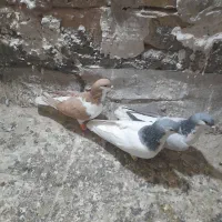 پیداشده|حیوانات|سبزوار, شرق کال میانی|دیوار